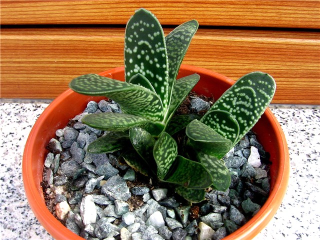 Gasteria maculata